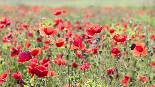 poppy flowers meadow summer season