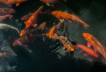 Plenty of colorful Koi fish