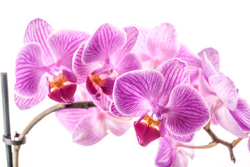 orchid flower, Phalaenopsis