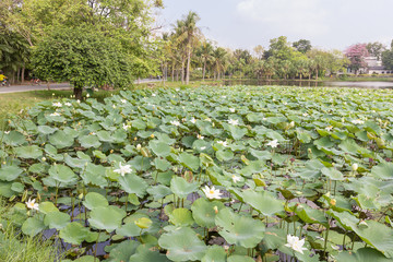 White lotus lake in the public garden.