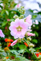 Rose of Sharon