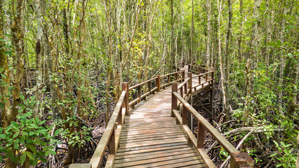 Wooden bridge at The forest mangrove.