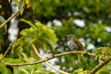 Buff-throated saltator (Saltator maximus)
