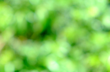 Obraz premium Green bush blurred background