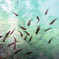 School of fish