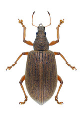 Beetle Polydrusus mollis
