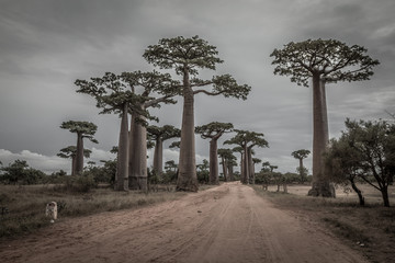 Baobabbomen in Madagaskar