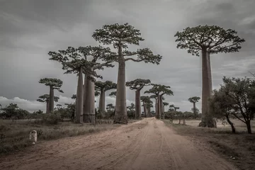 Fotobehang Baobab Baobabbomen in Madagaskar
