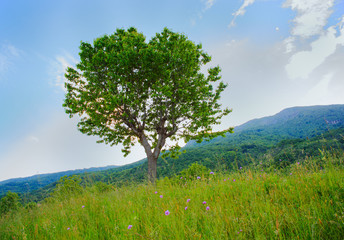 Fototapeta premium Cherry tree