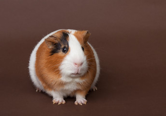 guinea-pig on the brown background