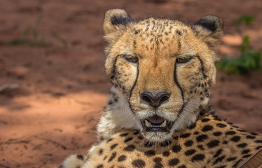 Cheetah Resting