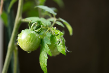 家庭菜園（ミニトマト）