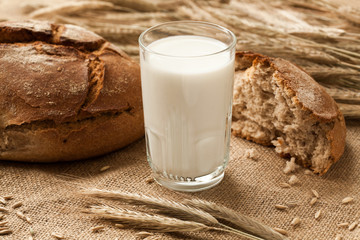 Glass of milk on background ears rye and bread.