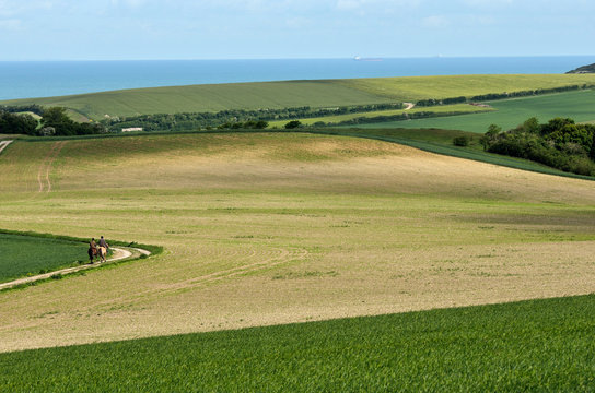 chevaux entre mer et campagne