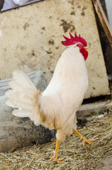 White cock in the village yard