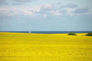 Schleswig-Holstein - gelbe Rapsfelder, blaues Meer