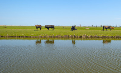 Herd of heck cattle in a sunny field in spring