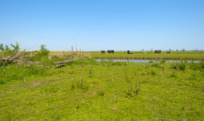 Herd of heck cattle in a sunny field in spring