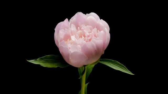 Timelapse pink peony flower blooming on black background