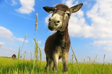 Abwaschbare Fototapete Esel Esel auf einem Feld im sonnigen Tag