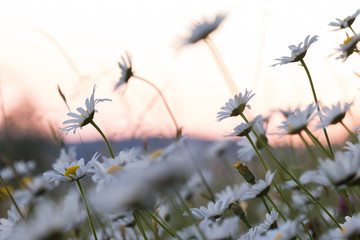Mageriten im Sonnenuntergang