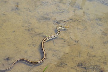 田んぼにシマヘビ