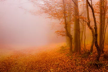 Velvet curtains Brick road through the autumn forest