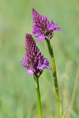 Orchidee selvatiche - Wild orchids