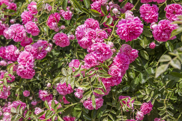 many pink roses, leaves, garden