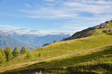 Plateau des Têtes (Hautes-Alpes / Briançonnais)