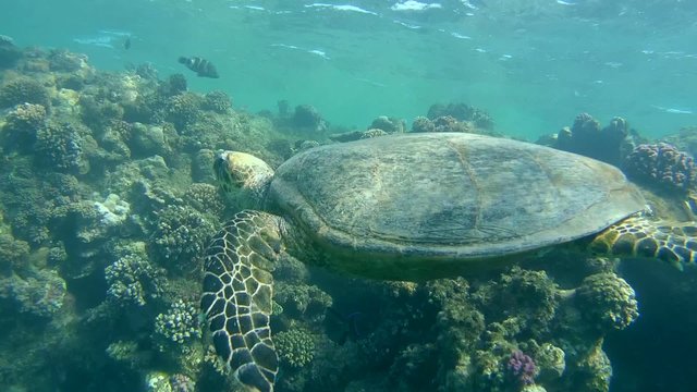 hawksbill sea turtle (Eretmochelys imbricata) swims near reef