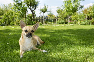 Chihuahua - Entspannung auf der Wiese im Schatten