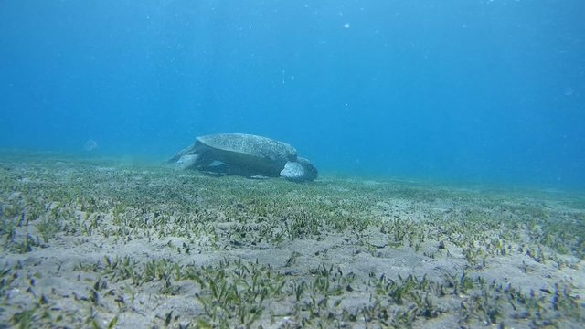 green sea turtle (Chelonia mydas) eating seaweed 