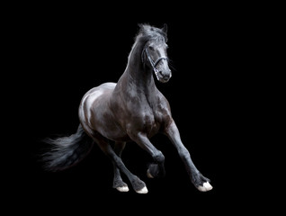firesian horse running isolated on black background