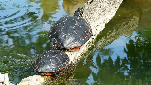 Wasserschildkr&ouml;te