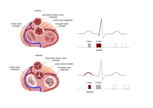 cuore in pianta, visione delle valvole cardiache