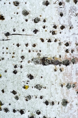 Фон кора дерева