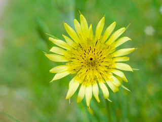 Желтый цветок