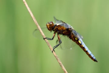 Libellula depressa posata su filo d'erba secco con la sfondo sfumato