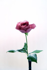 Obraz premium バラの花・BLACK TEA