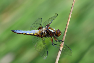 Libellula depressa posata su filo d'erba secco con la sfondo sfumato