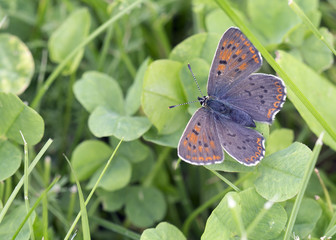 Маленькая бабочка.