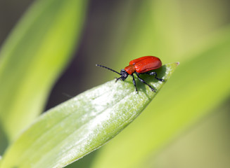 Красный жучок.