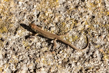 lizard