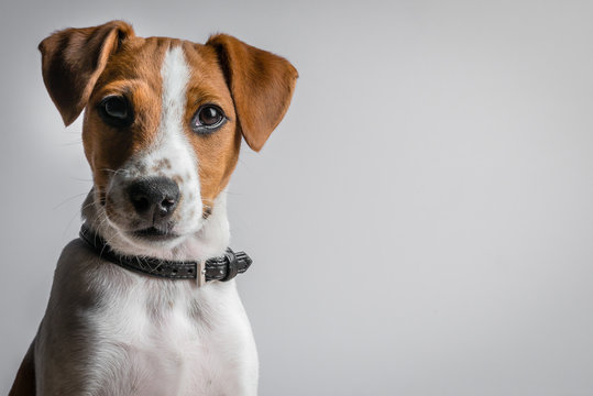 jack russell terrier puppy