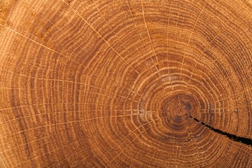 Naklejka premium Wood, Tree, Textured.
