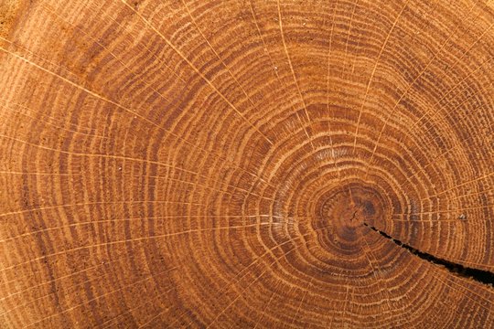 Wood, Tree, Textured.