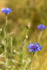 Cornflowers in the field