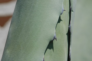 agave as background