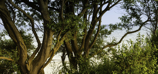 Strand, Meerblick, alte Bäume